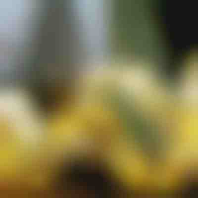 Svetleč božični trak (5m) | SHINESTRAP